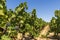 Grapes hang on a vine in a vineyard in Southern France