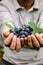 Grapes harvest in autumn