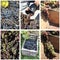 Grapes harvest collage