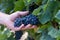 Grapes harvest: farmer man hand holiding ripe cluster of grapes
