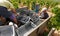 Grapes harvest season at countryside fields in mallorca