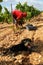 Grapes harvest season and shepherd dog at countryside fields in mallorca