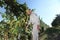 Grapes harvest, Winemaker in vineyard