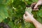 Grapes harvesting