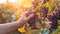 Grapes held in hand by picking worker on vineyard farm