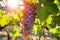 grapes hung on a vine in a sunlit vineyard