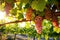 grapes hung on a vine in a sunlit vineyard