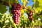 grapes hung on a vine in a sunlit vineyard