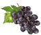 Grapes Illustration