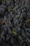 Grapes italian fields wine