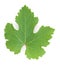 Grapes leaf