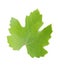 Grapes leaf