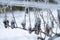 Grapes left for production of ice wine, Southern Moravia, Czech Republic