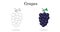 Grapes line art color less fruit for preschool children\\\'s vector art.