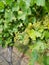 Grapes in a a Marlborough vineyard