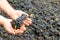 The grapes of pinonoir in the hand of the winemaker before processing