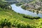 Grapes plantation for Mosel wine