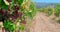 Grapes plants, growing, and harvesting grape vines and vineyard field in valley in the farmland
