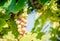 Grapes. Raw materials for the production of wines, brandies, champagne
