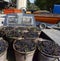 Grapes ready to unload