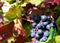 Grapes of a red variety just before harvest