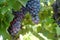 Grapes of Red Wine in a Wineyards in autumn in Tuscany, Chianti, Italy