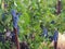 Grapes ripe in vineyard autumn season in zitsa village greece