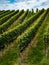 The grapes are ripe. Vintage season. Winemaking in Alsace