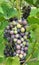 Grapes ripen on the branch of the bush