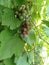 The grapes ripen, and the king`s fruit is pleasing to the eye