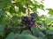 Grapes ripened in the garden. autumn harvest grape brush of ripe grapes. fresh tasty berries