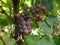 Grapes ripened in the garden. autumn harvest grape brush of ripe grapes. fresh tasty berries