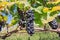 Grapes ripening on the branch of farm. Vineyard with organic grape shoots at harvest time