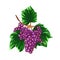 Grapes sketch. hand drawn vector illustration.