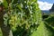 Grapes in a Sunny Vineyard