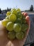 Grapes Sweet ripe green grapes. Bunch of grapes. A bunch on the hand. Grapes on the background of the roof and the sky. Sweet