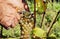 Grapes under secateurs in hand of farmer. Cuting a yellow-green bunch of grape in the sunny vine valley