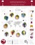 Grapes varieties for wine. Winemaking infographic