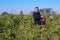 Grapes and vines. The joy of harvest