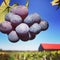 Grapes in vineyard