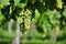 Grapes in the vineyard. Beautiful natural colorful background with wine - Natural colorful background