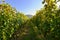 Grapes in the vineyard. Beautiful natural colorful background with wine - Natural colorful background