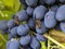 Grapes vineyard church