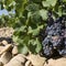 Grapes, vineyard in France