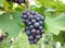 Grapes in vineyard in late summer