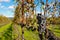 Grapes in a vineyard, Napa Valley, California, USA