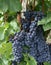 Grapes in Vineyard near St. Emilion, France