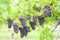 grapes in vineyard & x28;pinot gris& x29;, Southern Moravia, Czech Republi