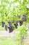 grapes in vineyard & x28;pinot gris& x29;, Southern Moravia, Czech Republi