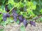 Grapes on vineyard. Ripe berries